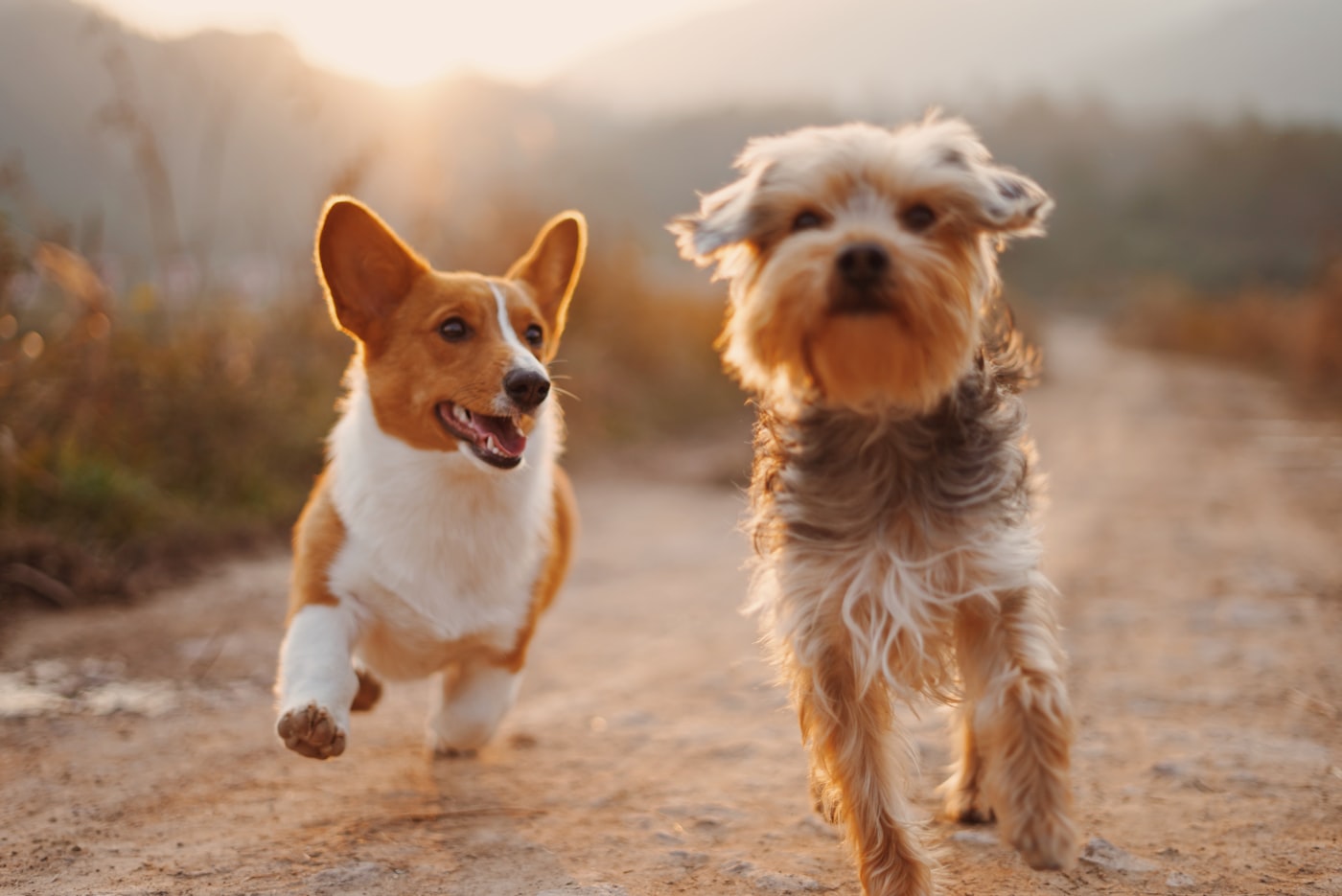 Dos perros corriendo al atardecer