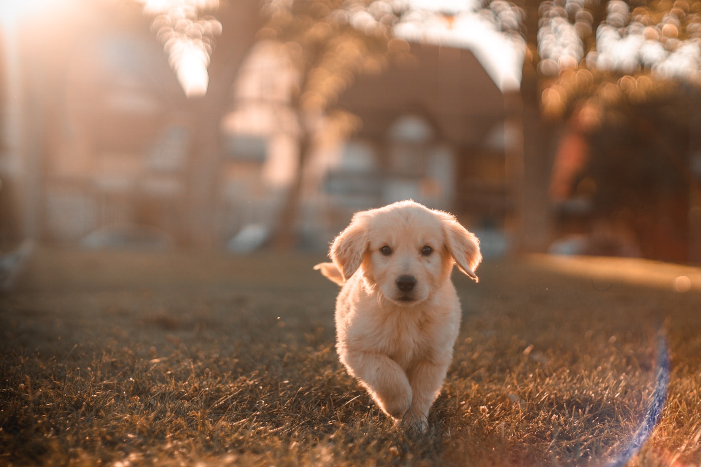 Cachorro golden corriendo