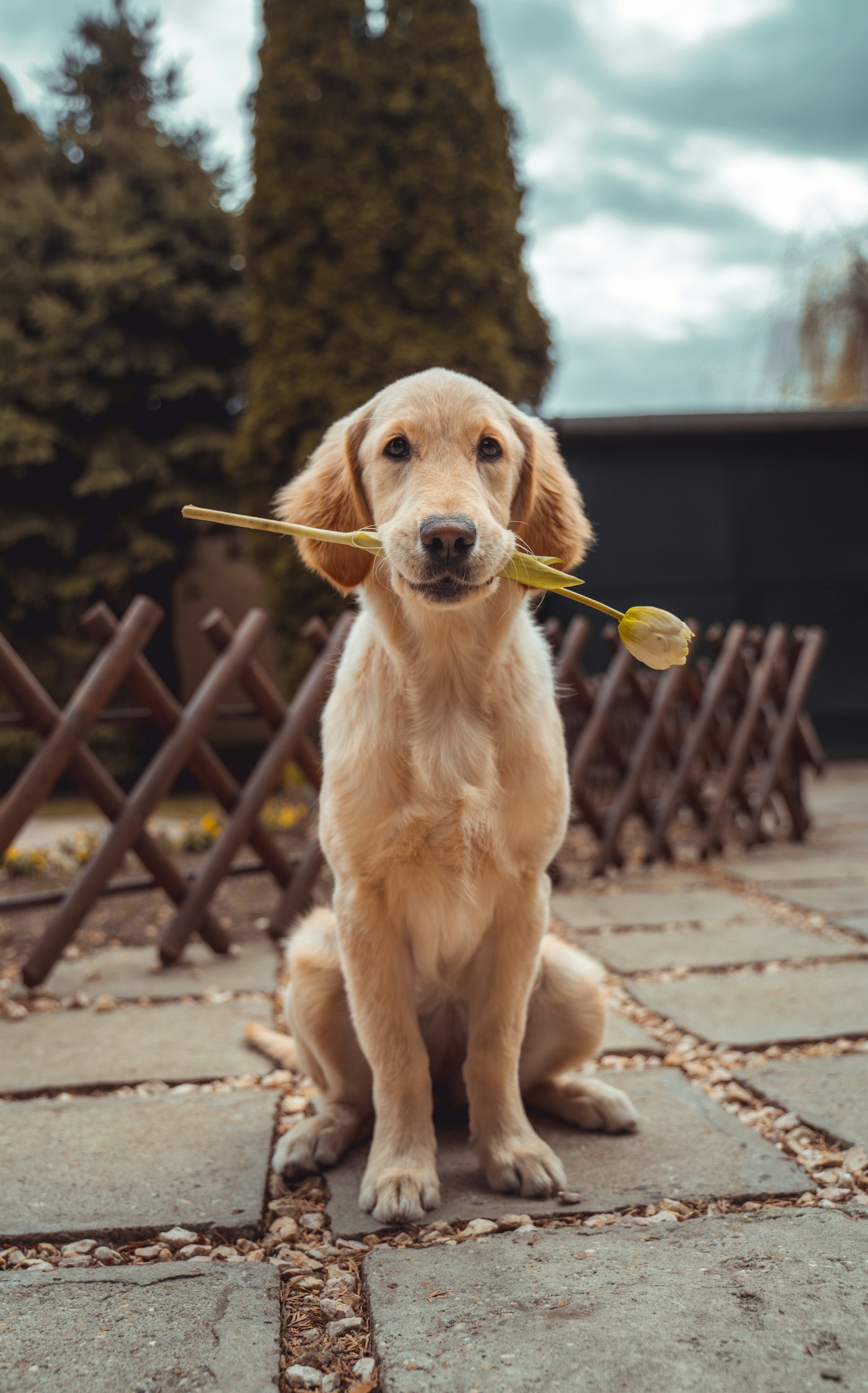 Cachorro golden retriever con un tulipán