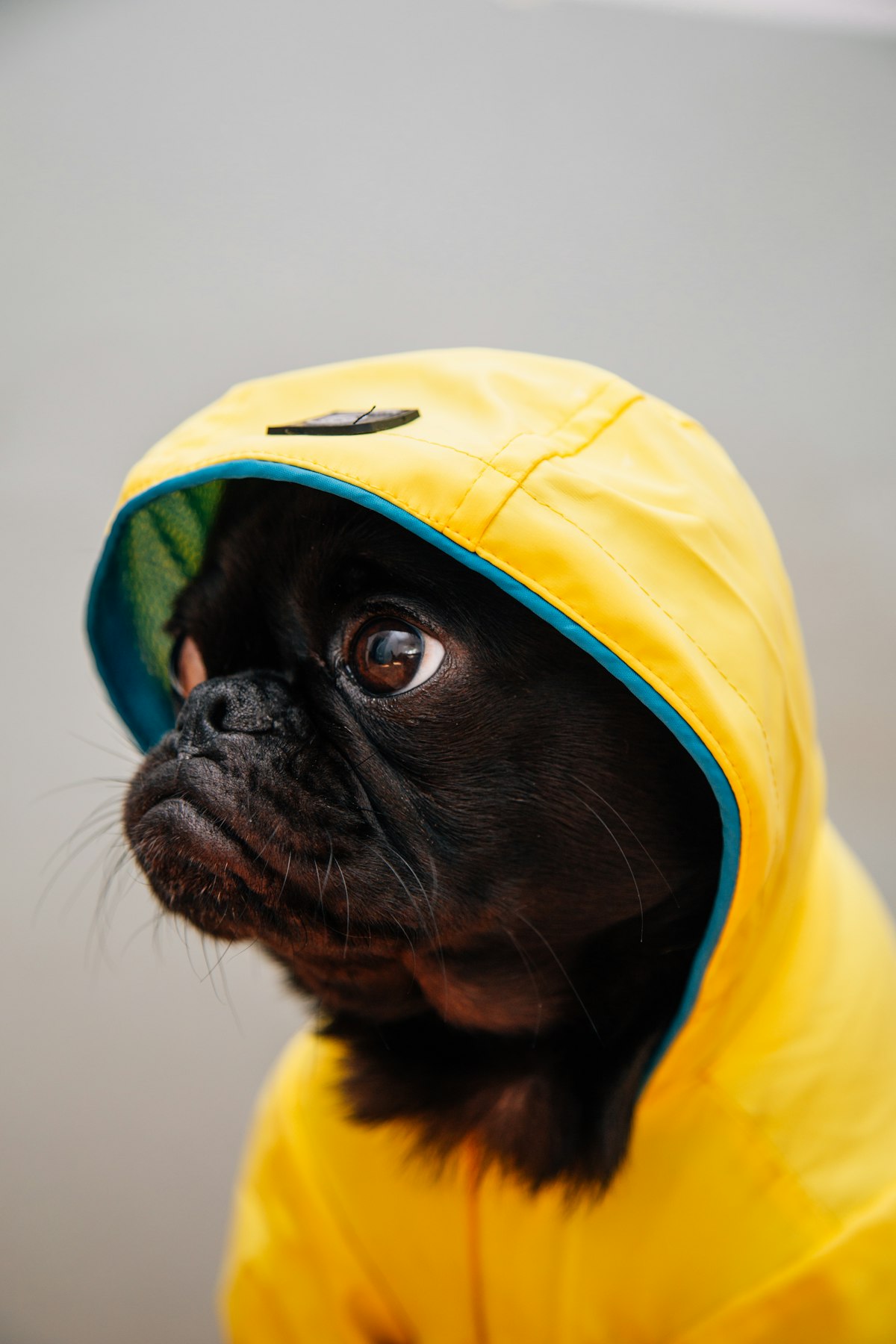 Pug con capucha impermeable